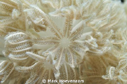 Soft coral grabs microscopic plankton from the water. by Mark Hoevenaars 
